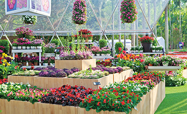 超72.6萬客流，虹越承接深圳花展核心區(qū)，打造現(xiàn)象級(jí)花展