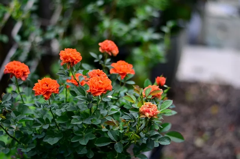 趁著天熱給月季花苞“剪幾刀”，秋花又大又密