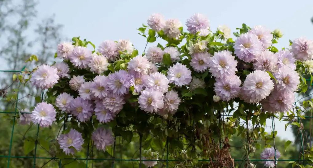 小空間也能美上天，你的花園真的很需要她！