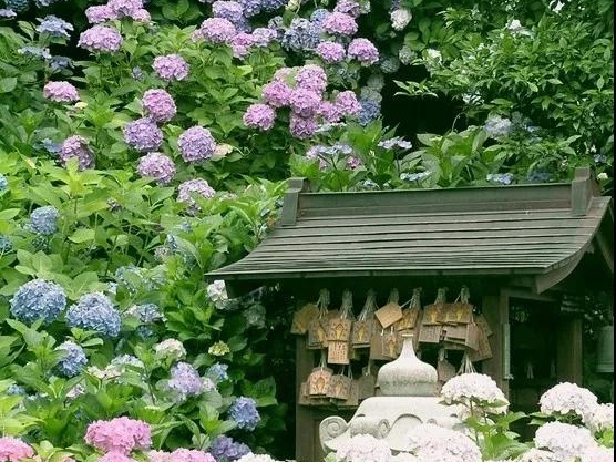 日系繡球 | 琉璃美人，不似人間客