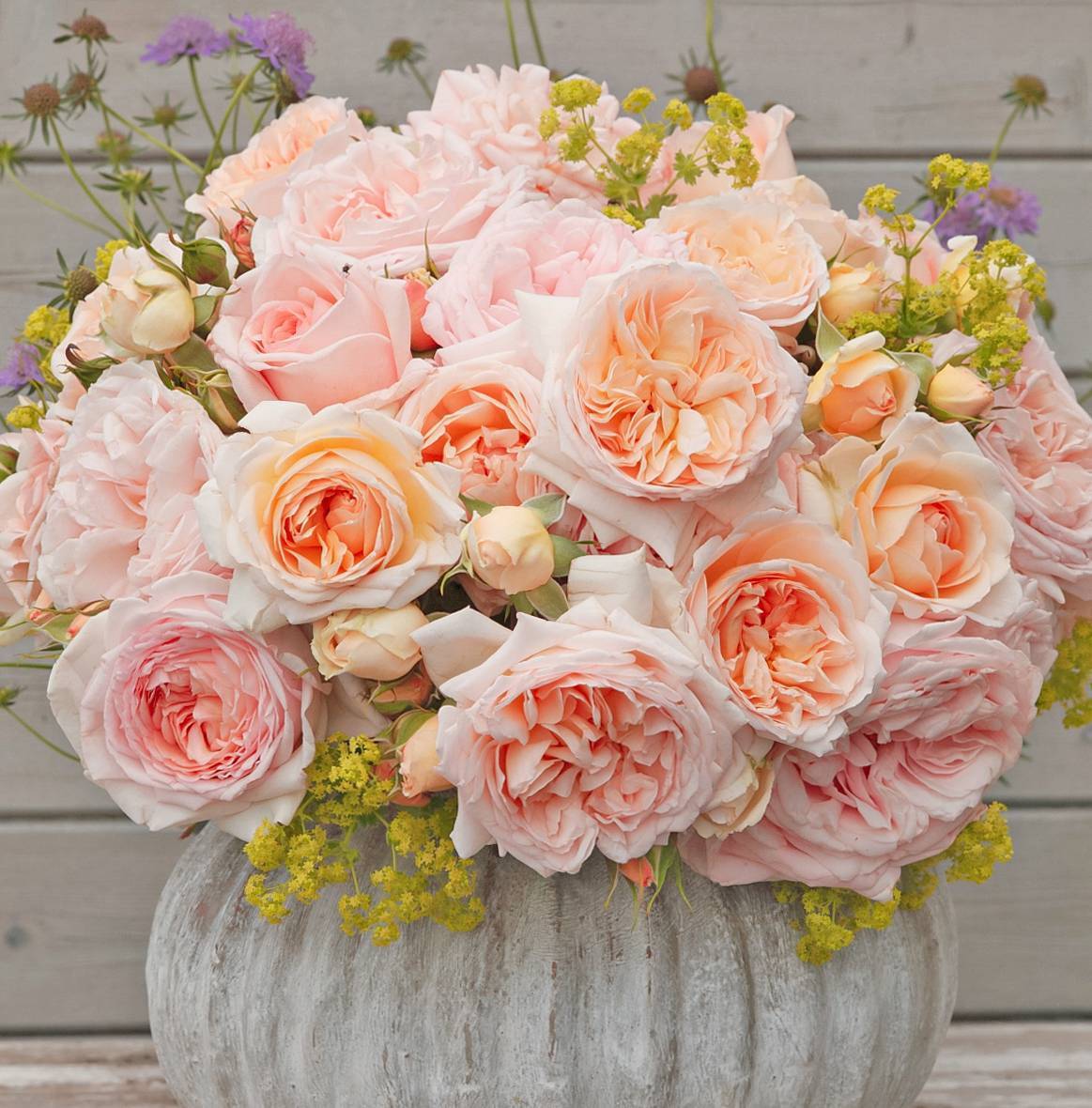 ADR測(cè)試認(rèn)證！帶你了解什么才是真正的抗病月季