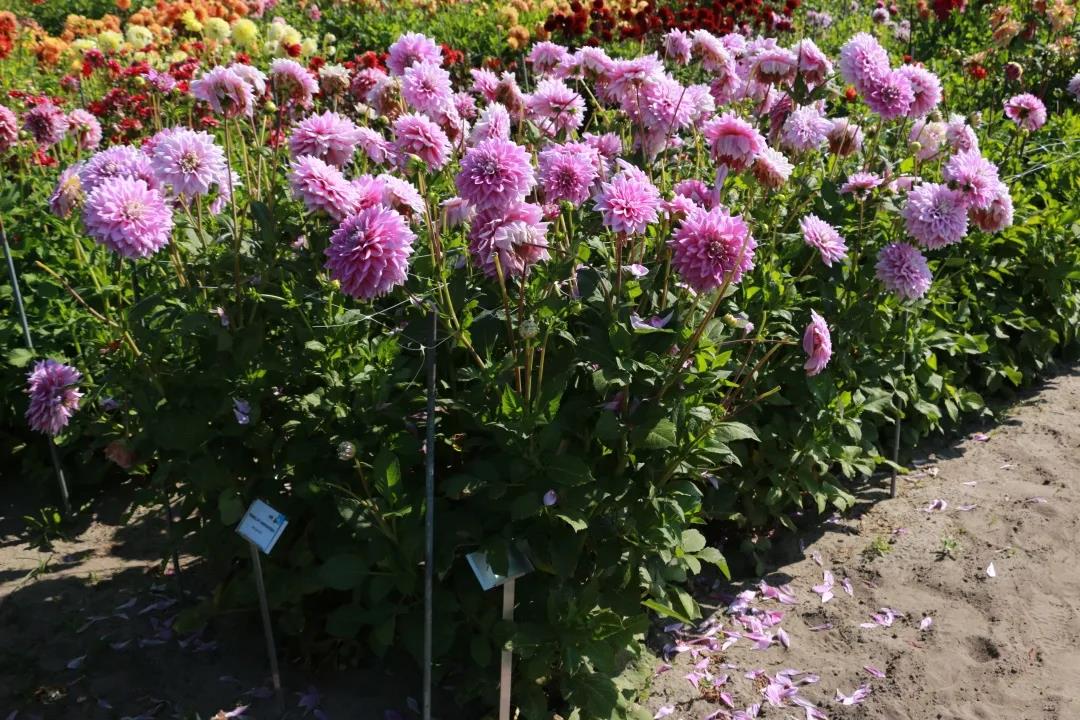 大麗花養(yǎng)護(hù)全指南，夏天收獲一片花海