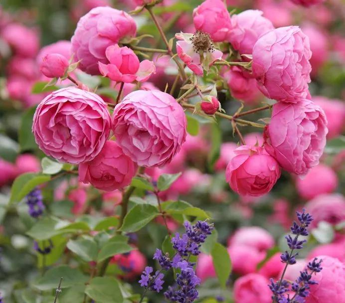 我家小可愛(ài)一直不開(kāi)花，你確定這6件事都做對(duì)了嗎