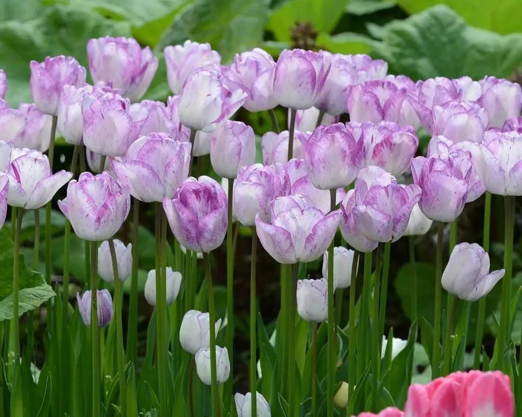 新手必看，郁金香要這么種才對呀 | 球根花卉超好種?問答篇第3期