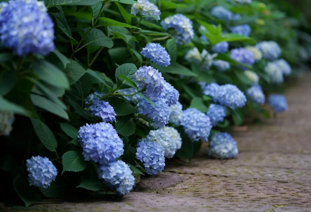 你真的了解繡球么？園藝大神上線，詳解關(guān)于繡球的一切