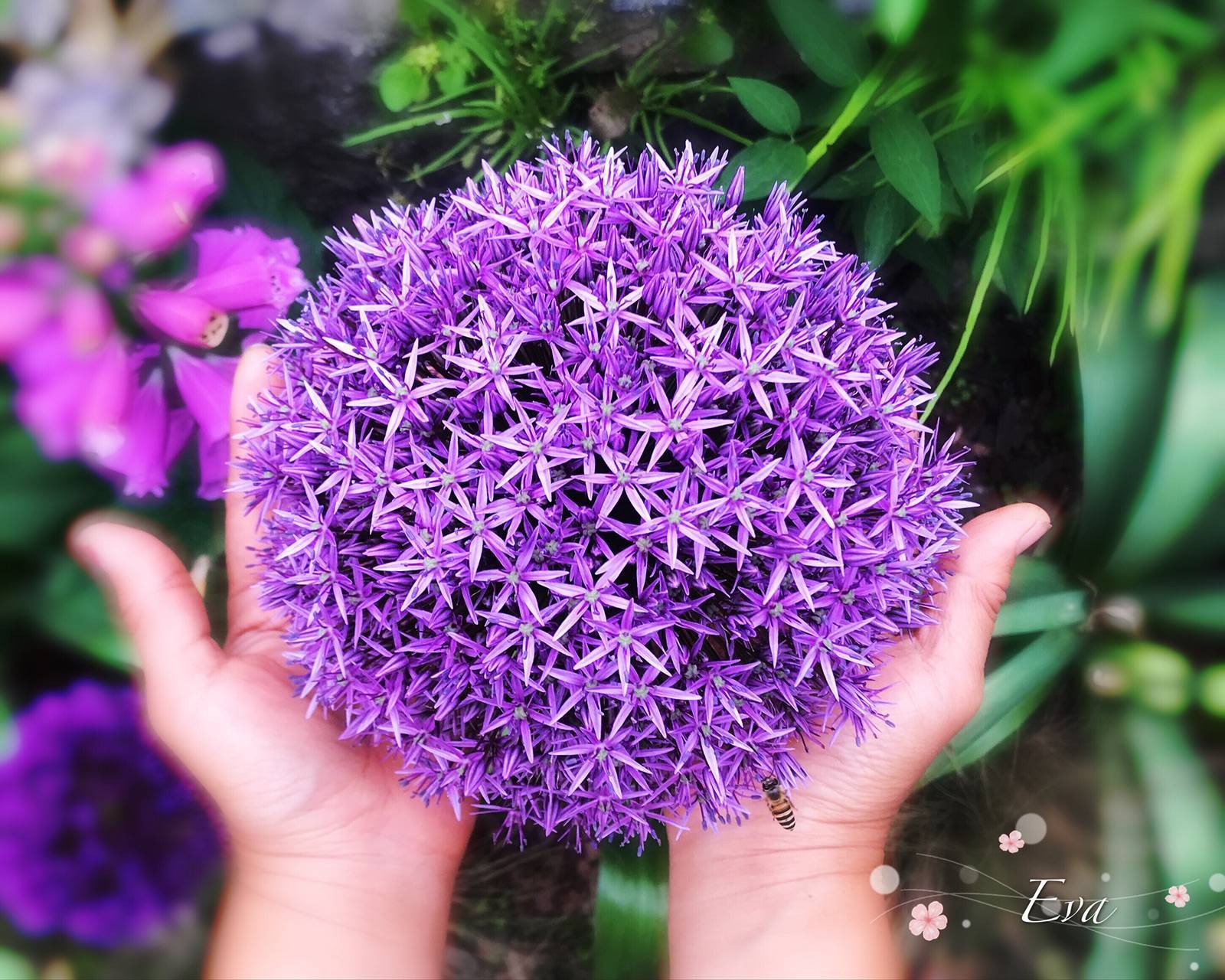 關(guān)于大花蔥，你想知道的都在這 | 球根花卉超好種·問答篇第1期