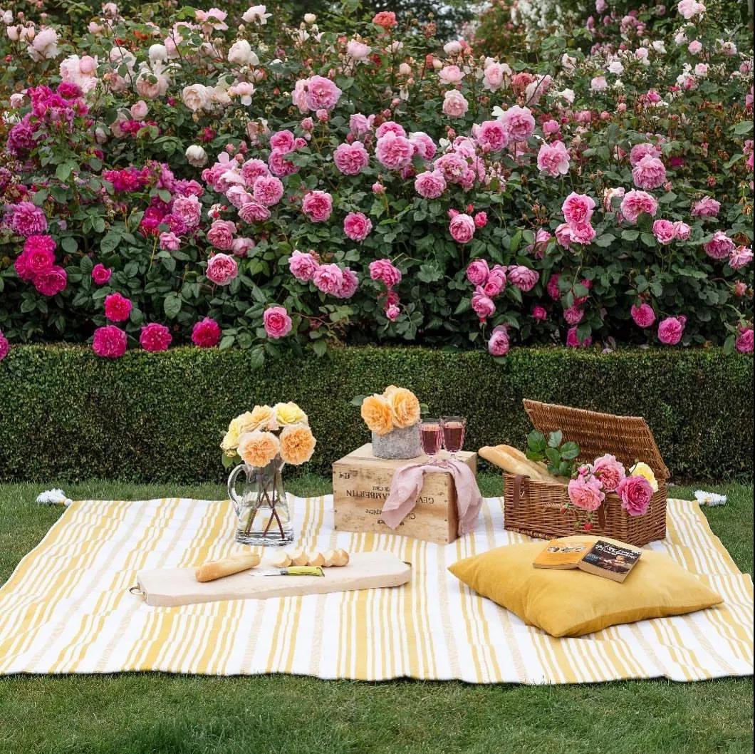 把握九月黃金期，換盆、修剪......這些養(yǎng)護(hù)別松懈