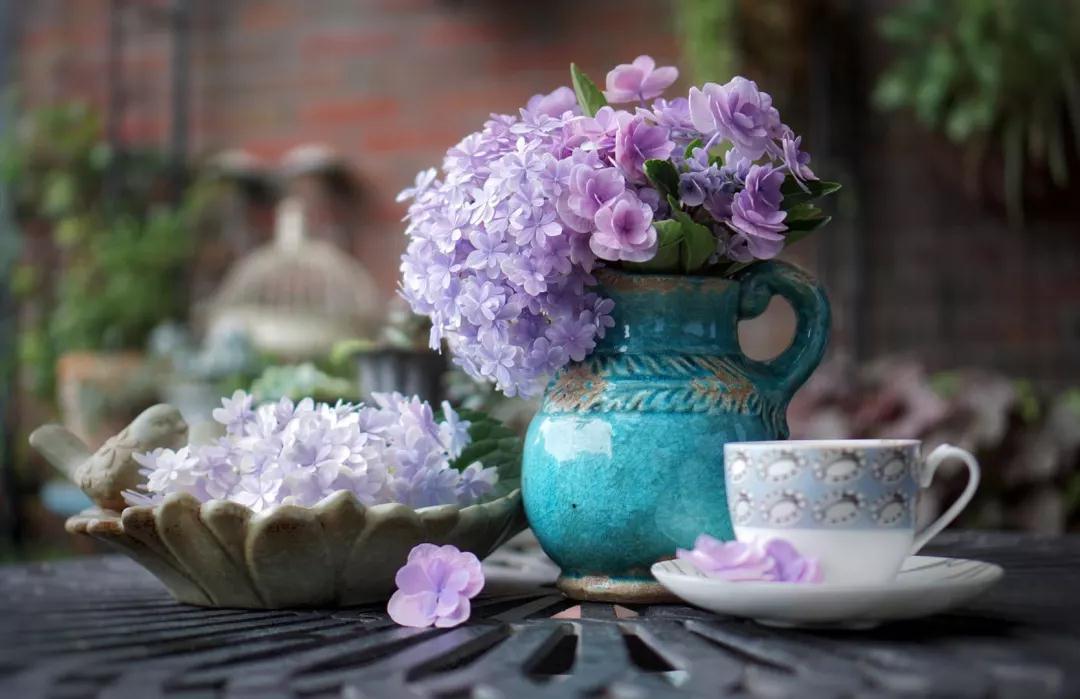 為什么六月的繡球都趴下了？