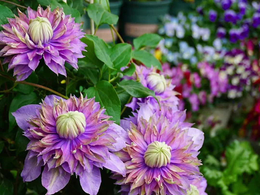 如何在小空間種出大花量的驚艷效果？選艾維森大道鐵線蓮就對(duì)了！