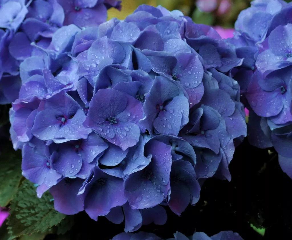 繡球究竟有多美，看了這17款進(jìn)口新品種后立馬沉醉