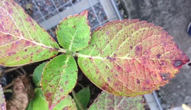 雨雨雨的日子，你家花花草草做好應(yīng)對(duì)準(zhǔn)備了嗎？