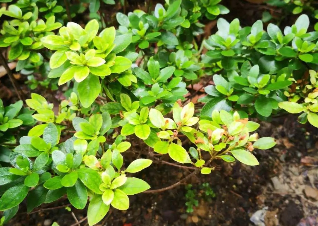 夏天植物狀態(tài)差？別急，看看是不是這5個(gè)典型問(wèn)題