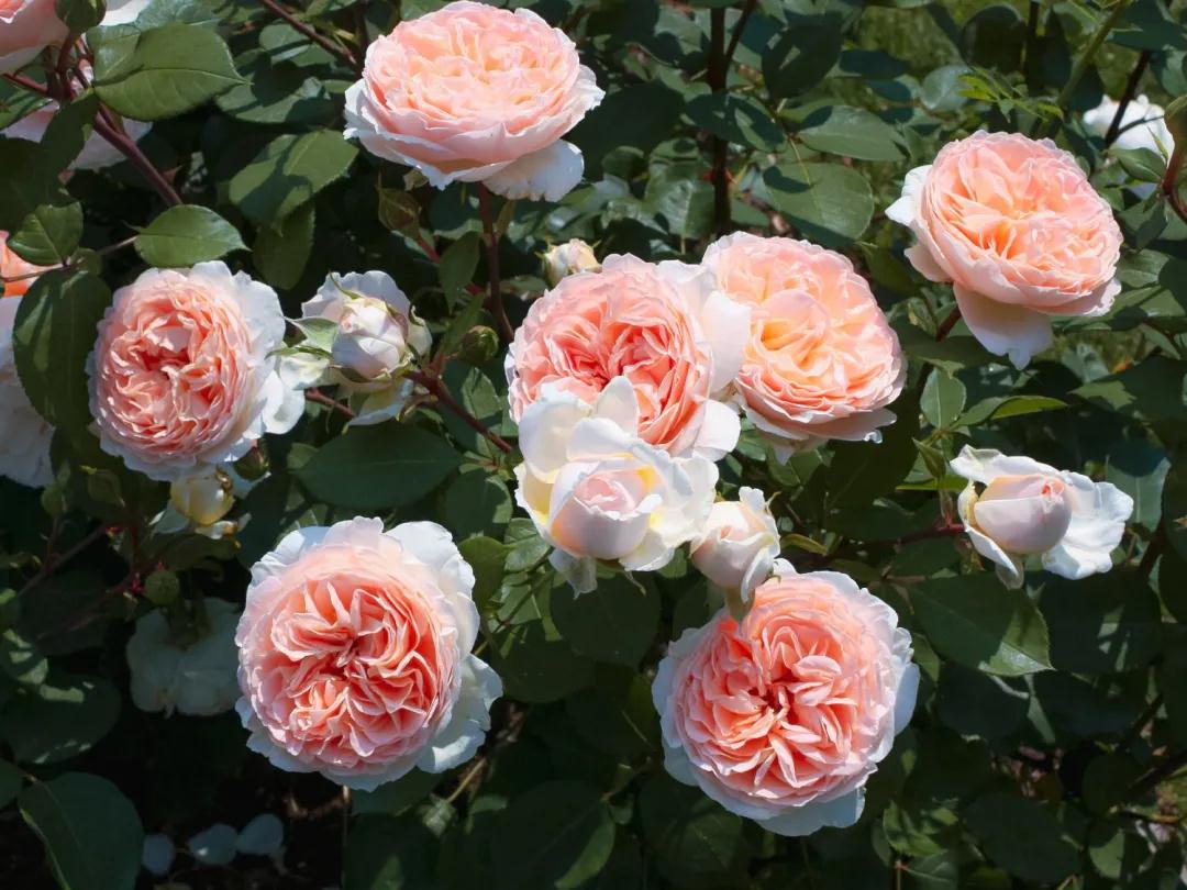 顏值即正義！新品月季人氣top10，你最愛(ài)哪一款？