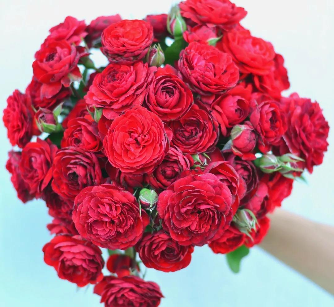 她來自月季魔鬼訓(xùn)練營，優(yōu)秀到整個(gè)城市為她冠名！