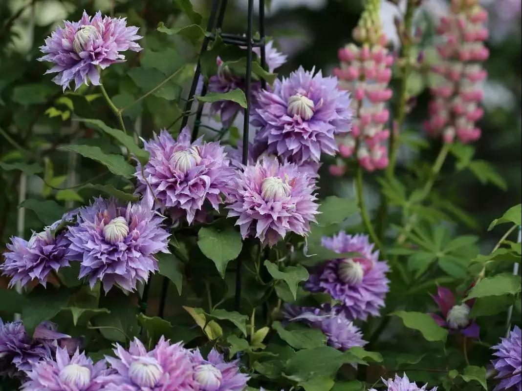 宅家花事 | 鐵線蓮當(dāng)季修剪指南，為春天蓄力！