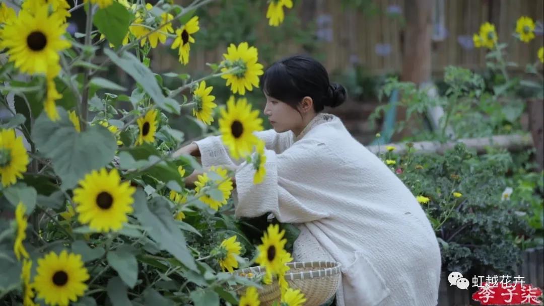 李子柒的向日葵，竟然是之前全網(wǎng)賣斷貨的它？