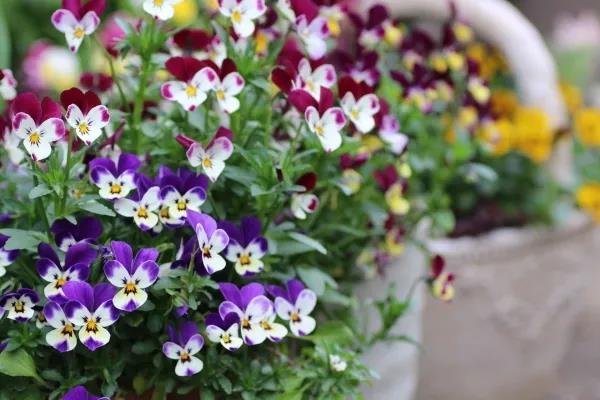 植物界第一萌寵，一大波小兔子等你帶回家