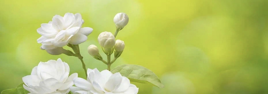 花開半年的人間第一香，還有哪些驚喜是我們不知道的