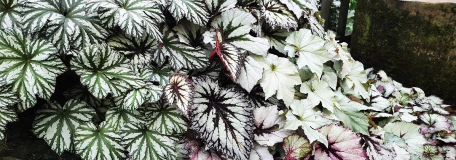 若你喜歡觀葉，其實(shí)她很美 | 園藝百科·秋海棠