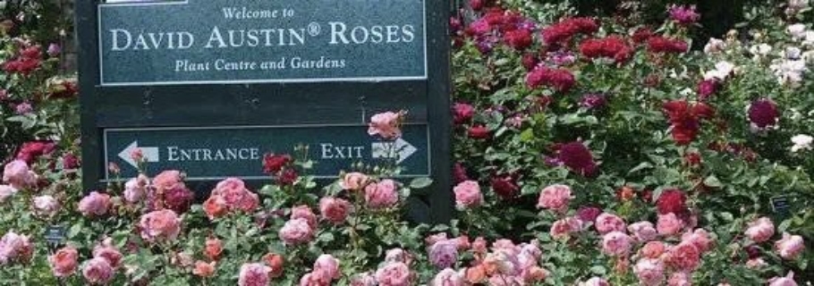 英國奧斯汀月季新品超強陣容亮相，遠期預(yù)售重磅回歸！