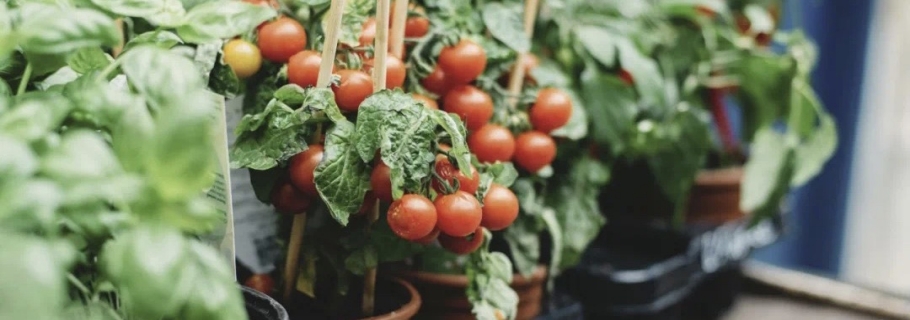 陽臺種上一棵小番茄，在家收獲向往的生活