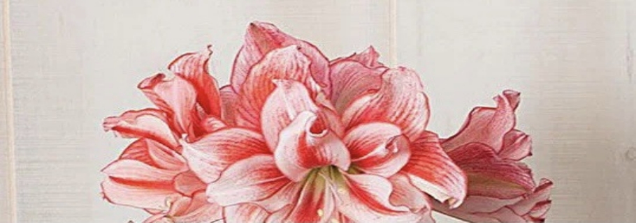 “這是我養(yǎng)過最劃算的球根，沒有之一！”