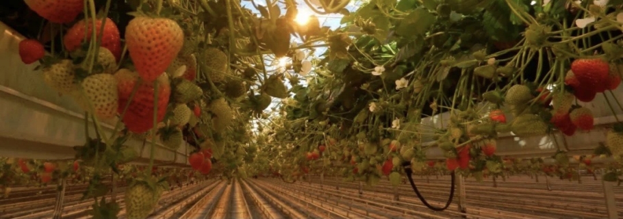 實(shí)現(xiàn)鮮嫩甜美的草莓自由，你得這么做