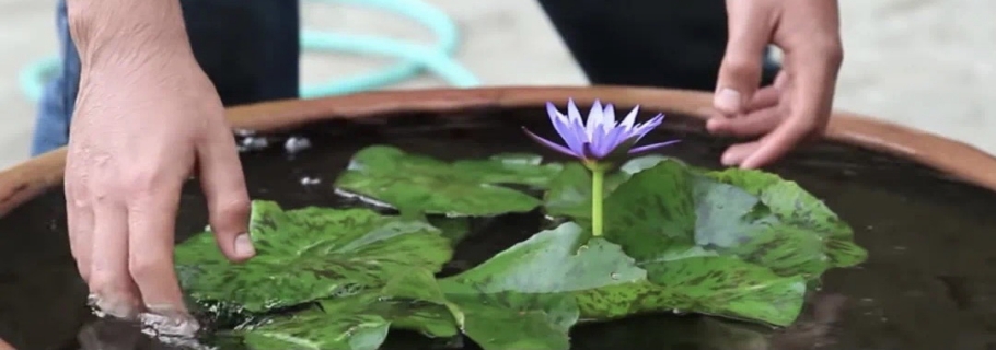 多余的大盆不要扔， 留著種睡蓮，驚艷所有人