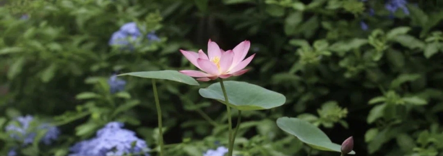 碗蓮：雖然我個頭小，但我美麗又好玩！