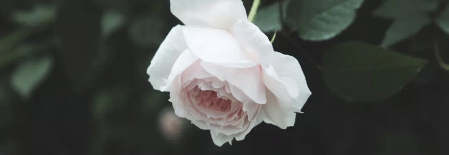 關(guān)于月季抹芽這件事，老師已經(jīng)說(shuō)倦了~