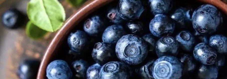 想要從0開始學(xué)種藍莓？這份“大神指南”送給你~