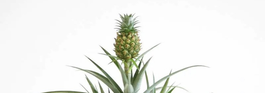 家里種菠蘿的快樂，你值得擁有！