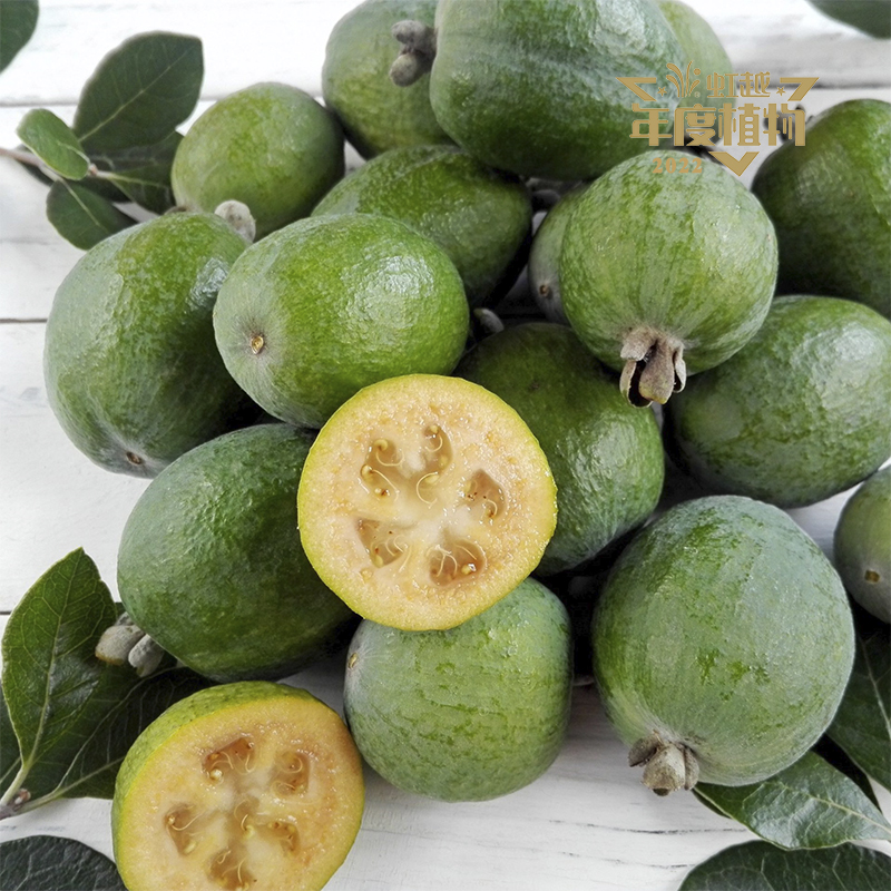 虹安? 菲油果‘安德?！?>
                <div   id=