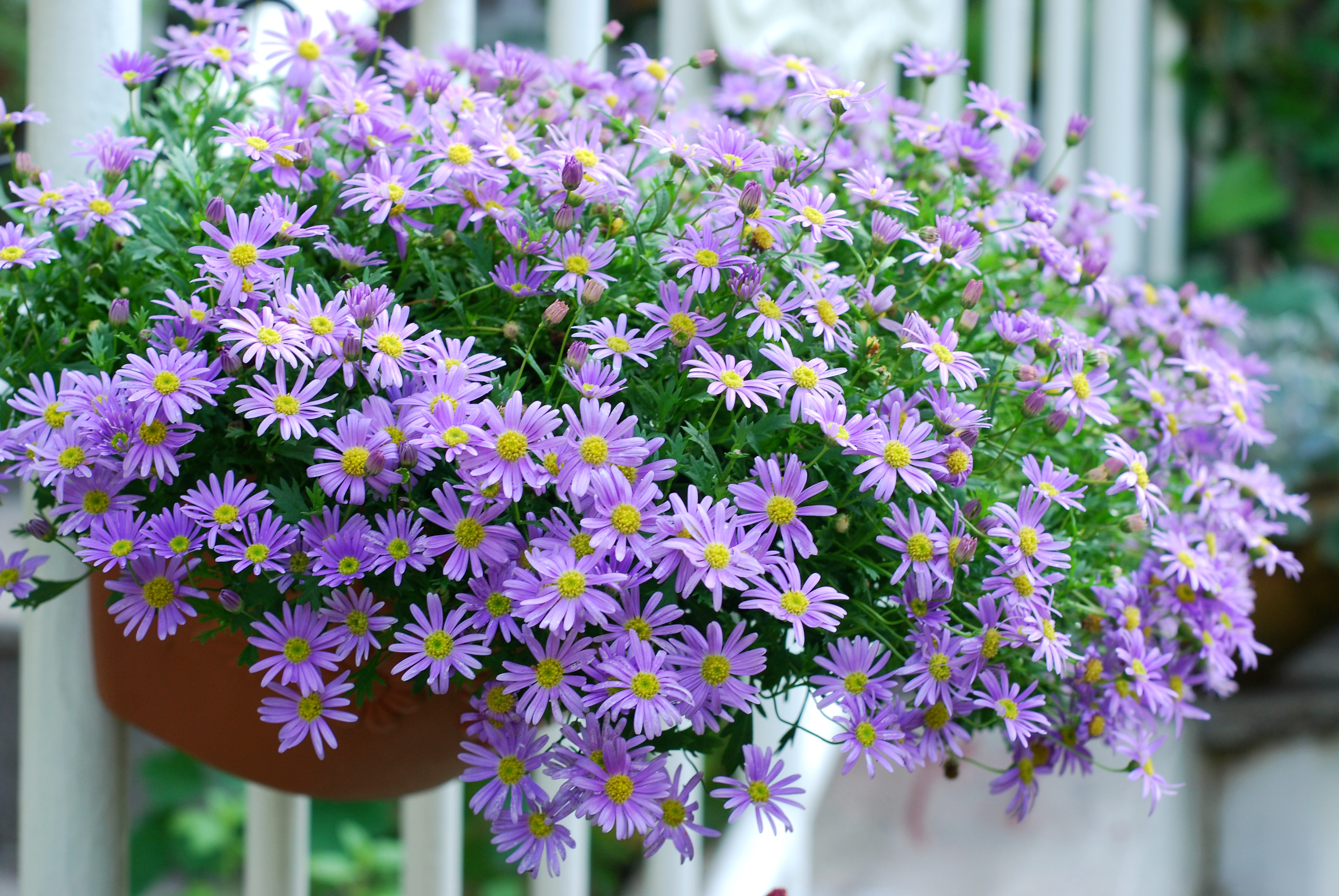 花開365天的姬小菊能有多可愛？親自體驗(yàn)才知道！