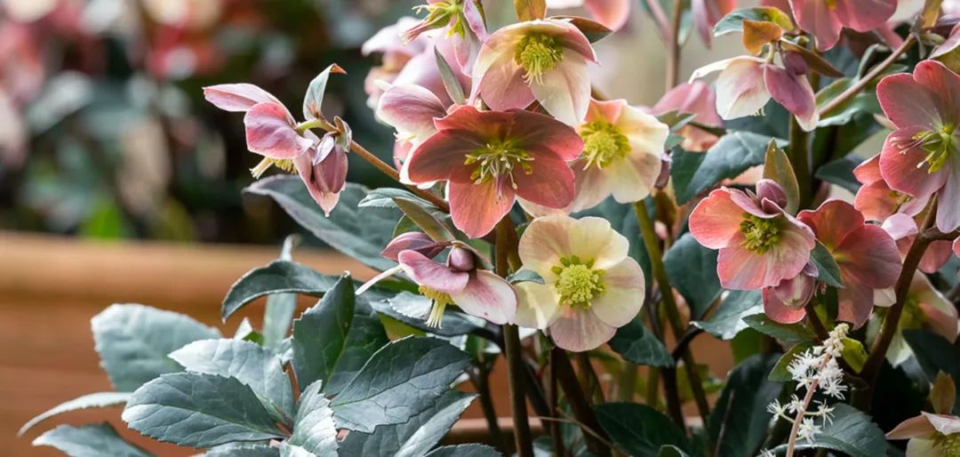 比玫瑰更燦爛，鐵筷子才是360度無死角的仙女花！