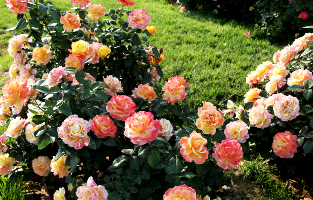 俞紅強(qiáng)×虹越 | 秀外慧中，天性皮實(shí)，它們是天生的國(guó)月之光！