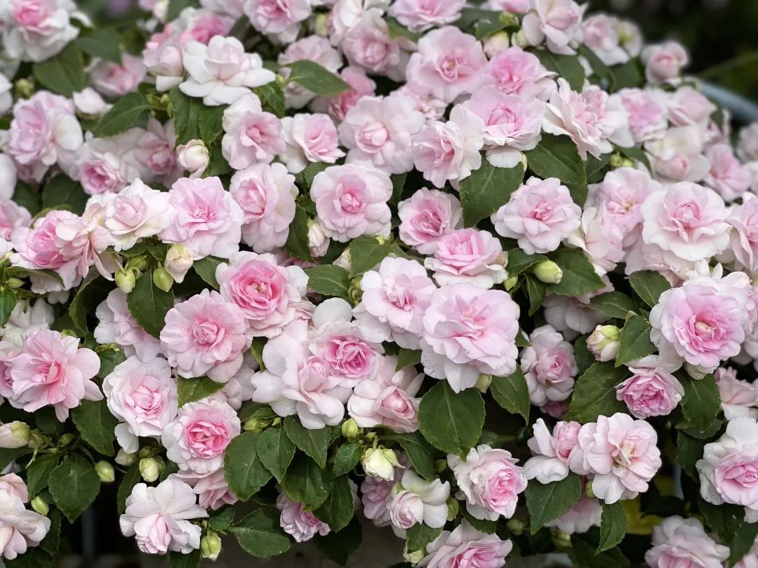 ‘平平無奇’小草花，爆成花球怎么就這么好看