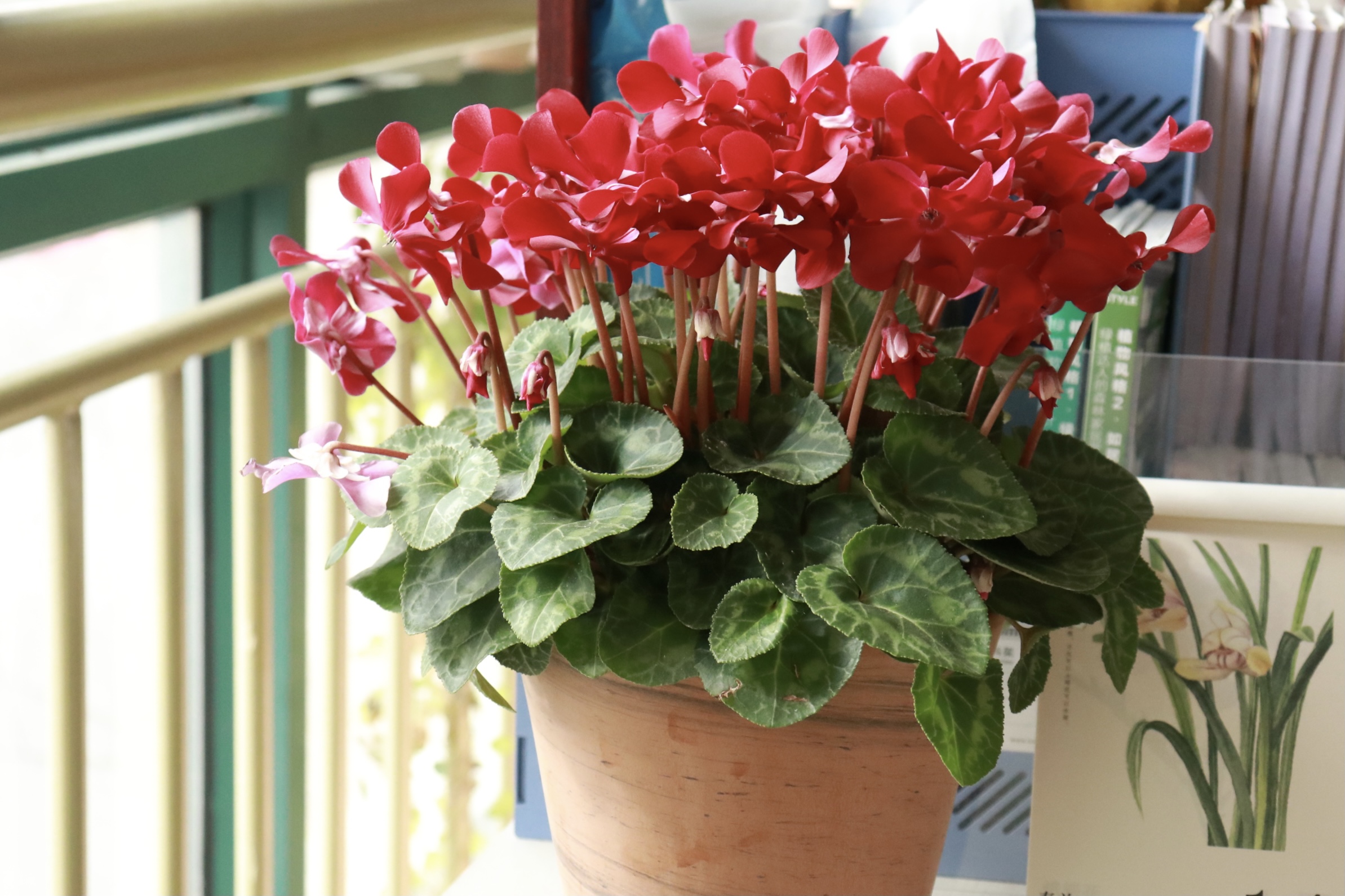 一言不合就爆花，今年最火的仙客來你入手了嗎？