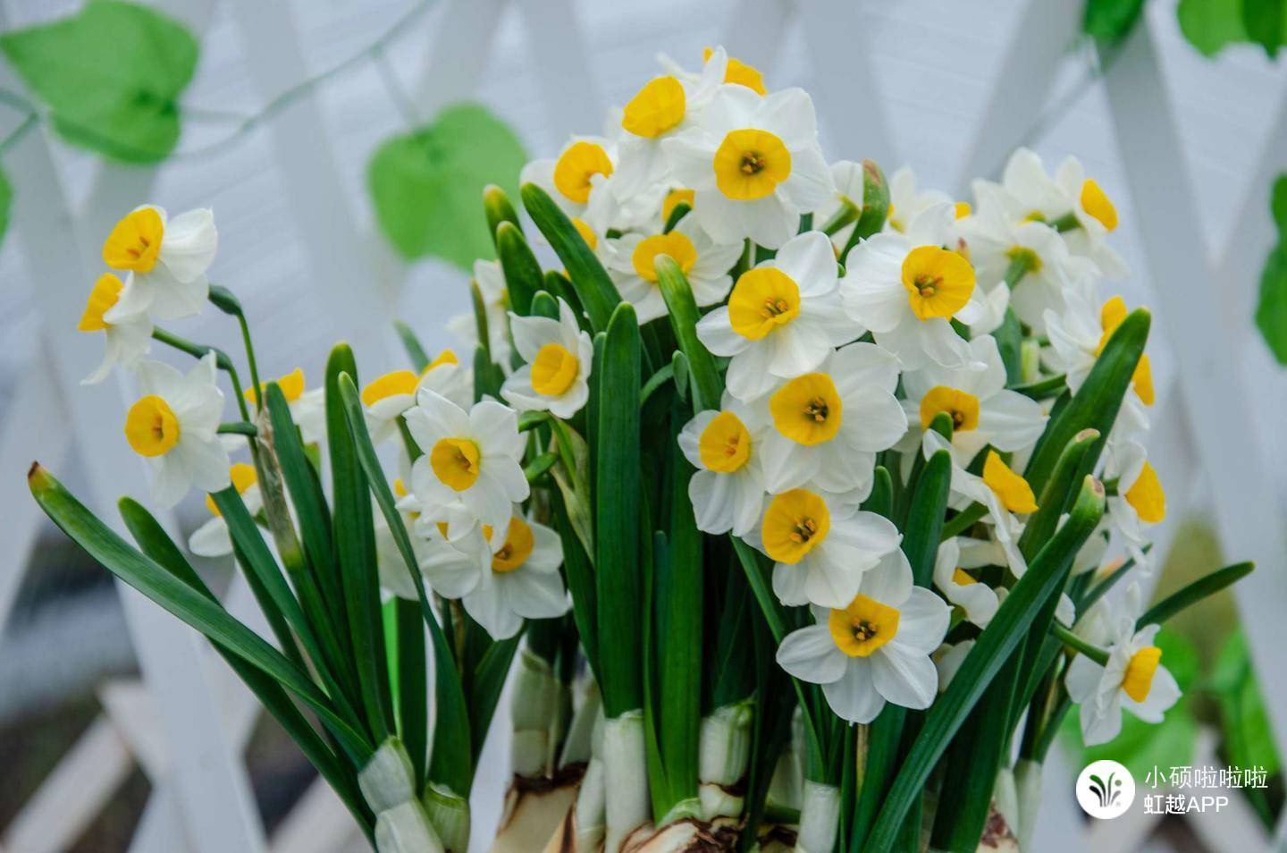 只要有水就滿室生香，難怪全世界都愛(ài)養(yǎng)它！