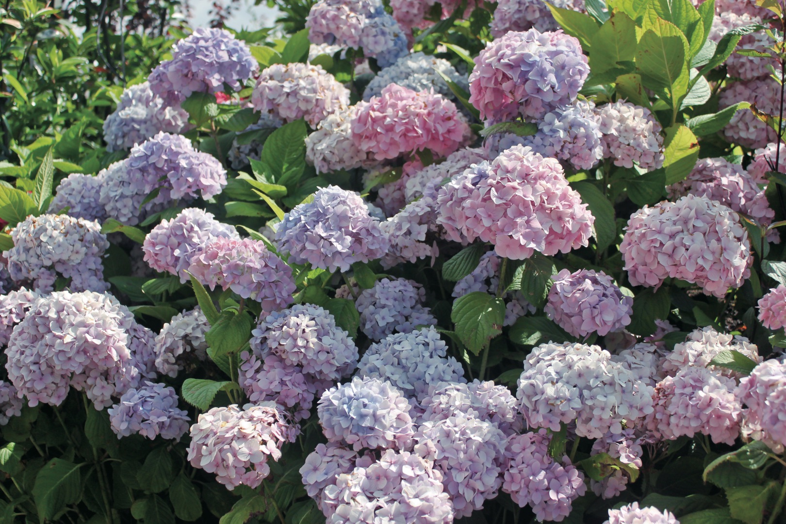 想要繡球花開(kāi)成海？再不修剪就晚了！