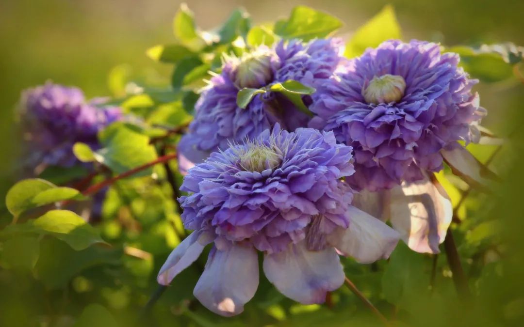 頂級(jí)神顏+輕松爆花，論優(yōu)秀你可以永遠(yuǎn)相信‘藍(lán)光’！