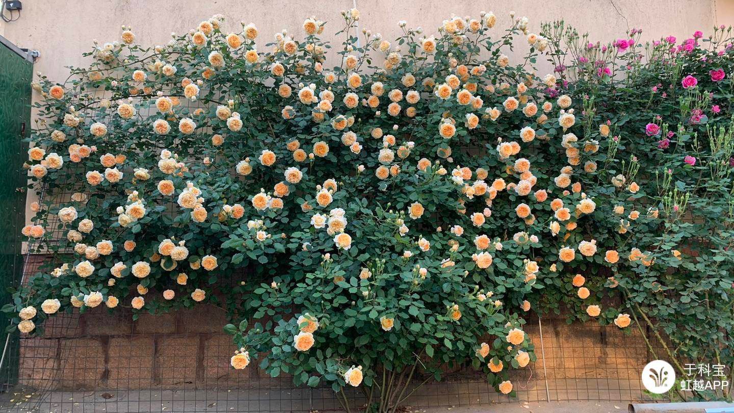 牙簽苗逆襲成十米月季花墻，兩年就足夠！