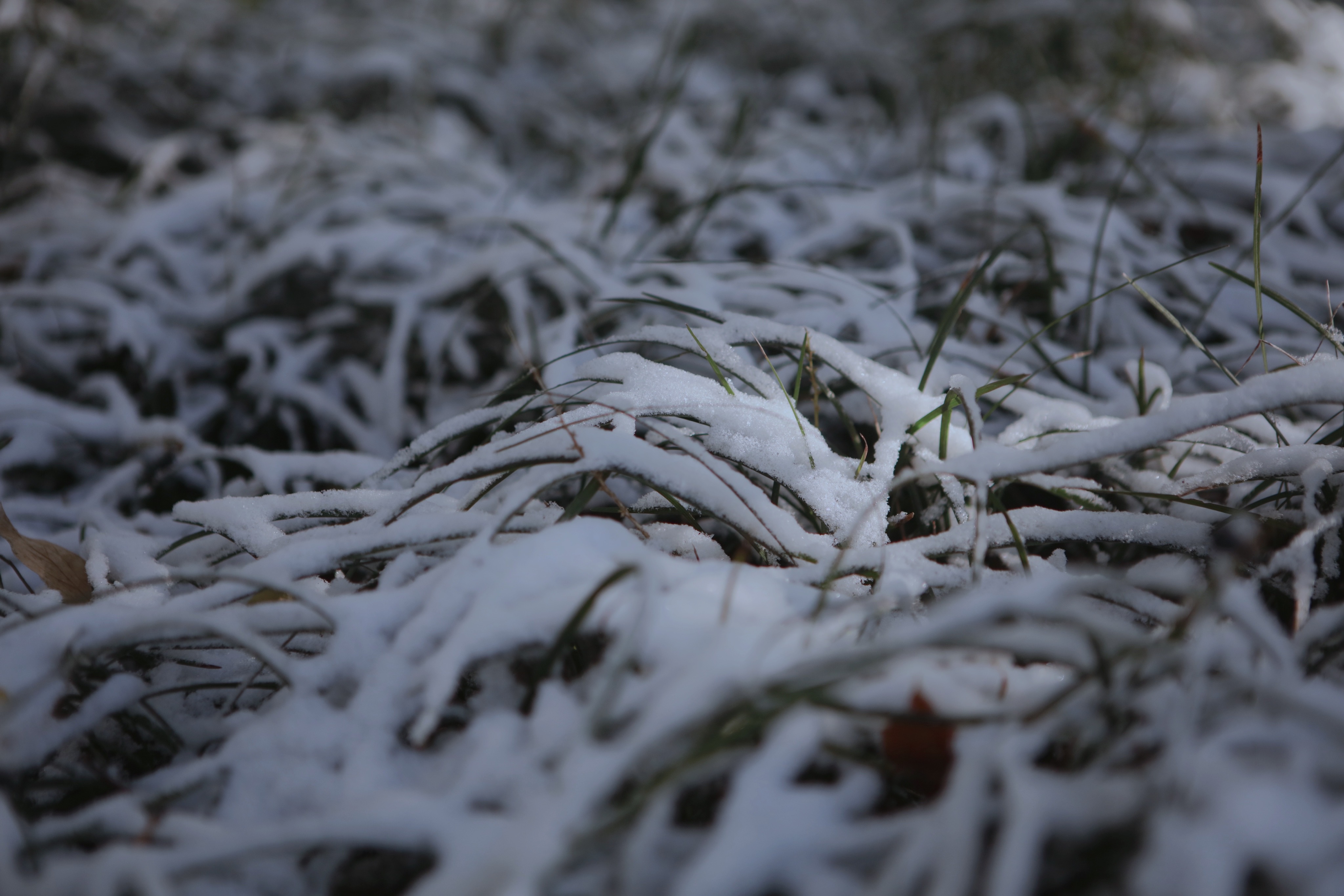 園藝人的寒潮自救指南！