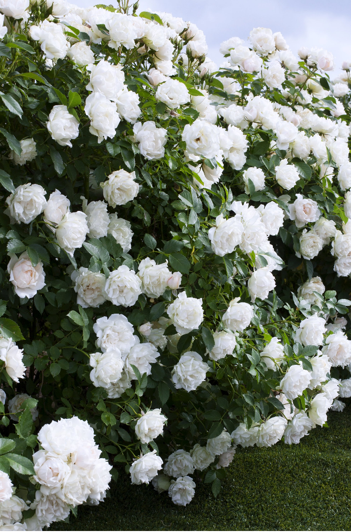 玫昂月季新品大盤點(diǎn)：百年企業(yè)，出手即王炸！