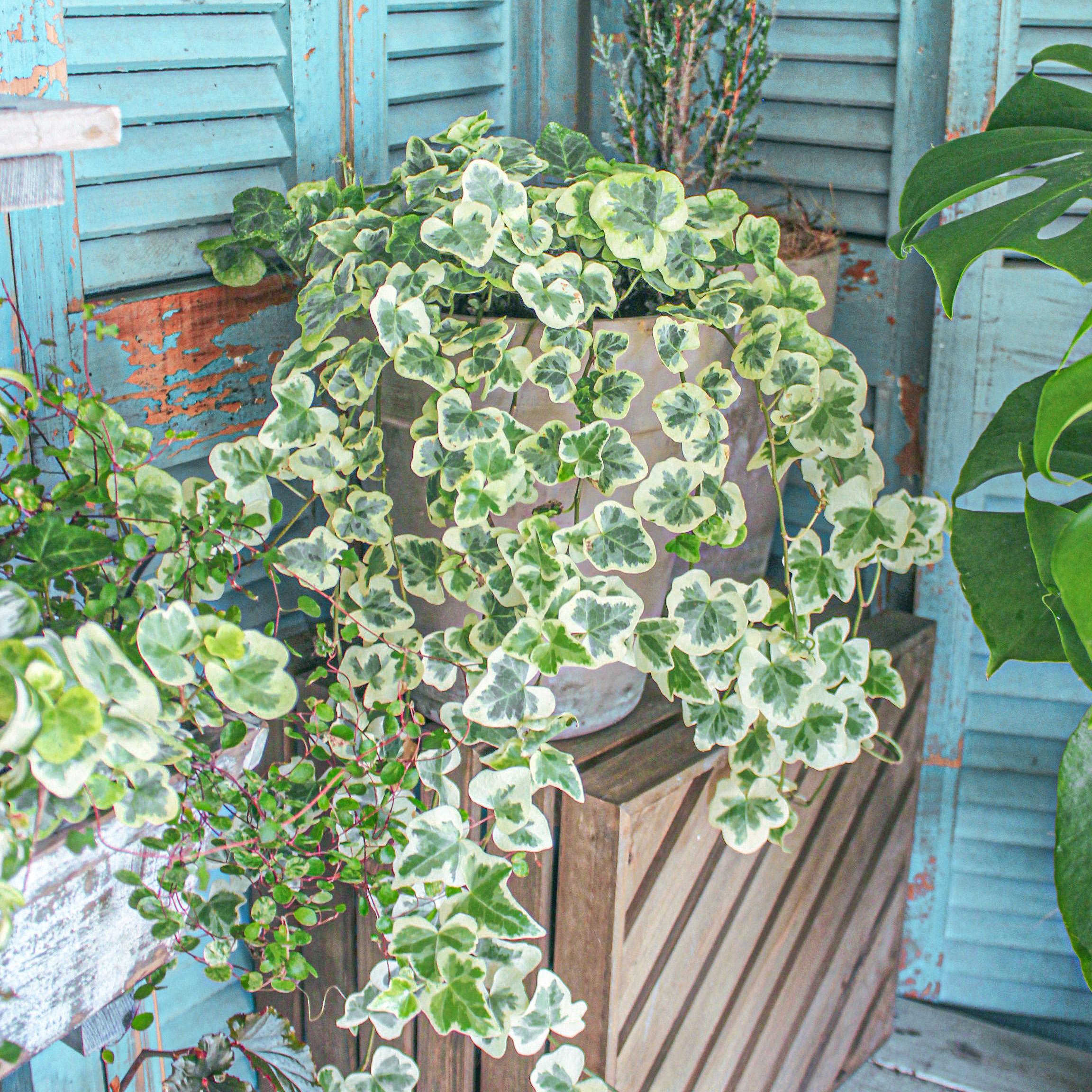 葉比花美！最好養(yǎng)的白錦植物竟然是它！