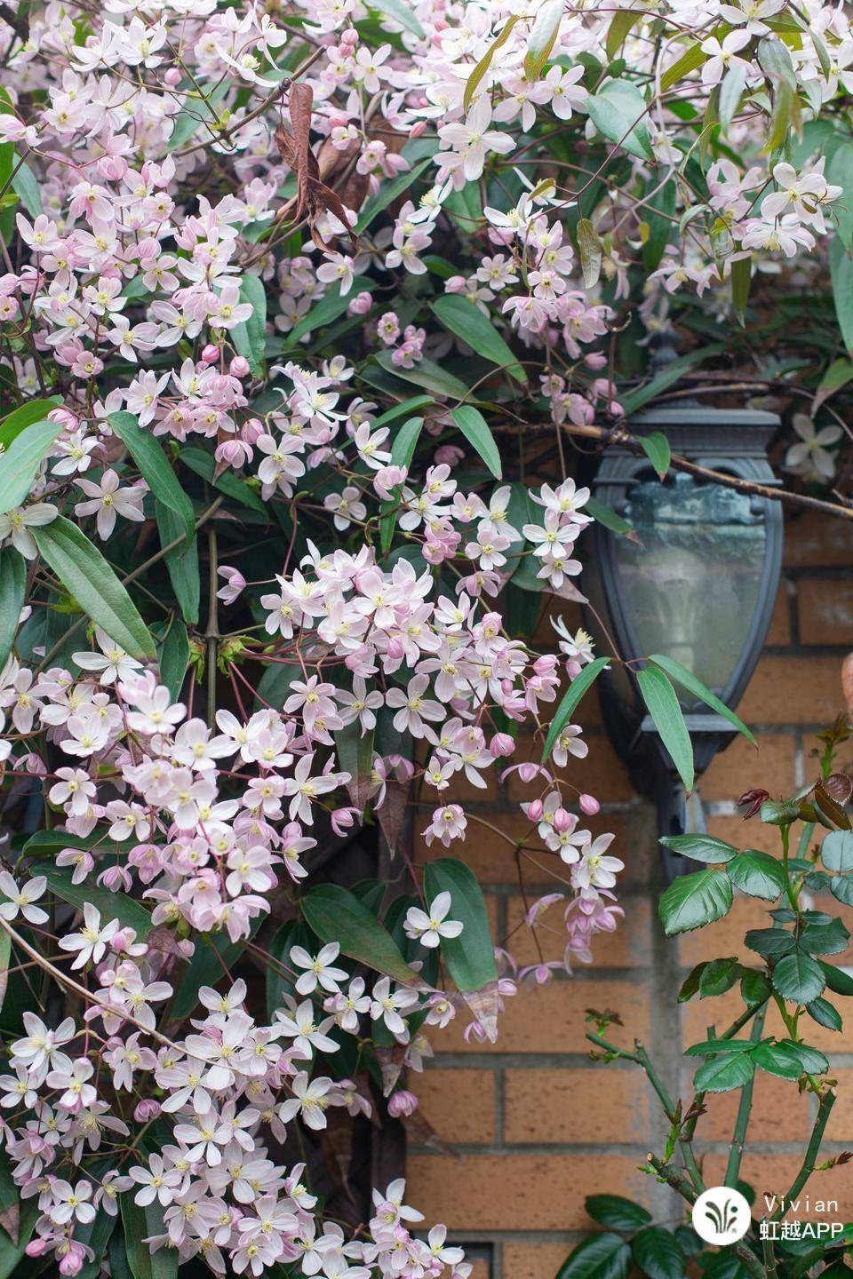 想把花養(yǎng)成精？得先學(xué)會(huì)在垃圾里‘淘金’！