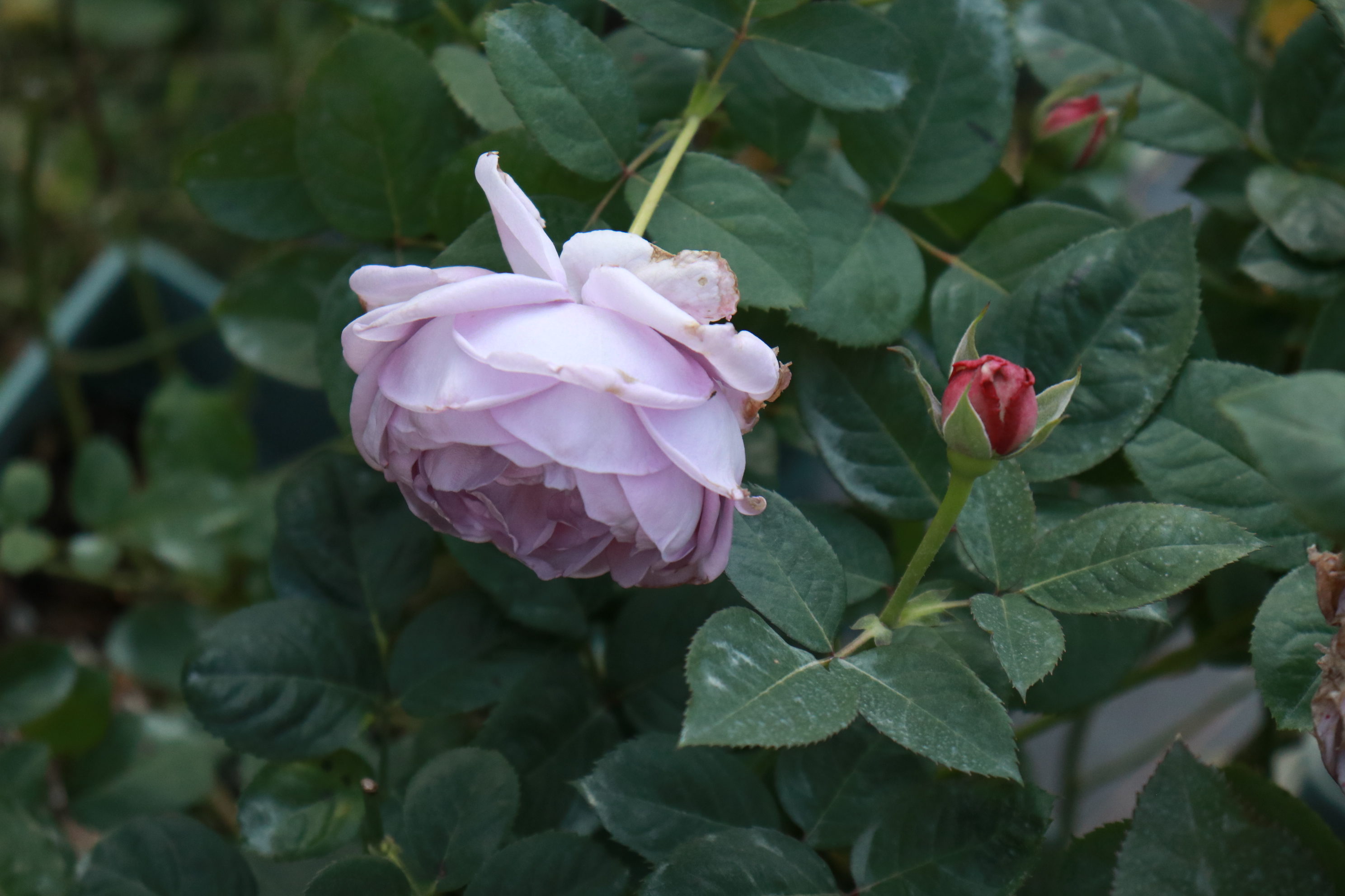 你的月季抹芽了嗎？