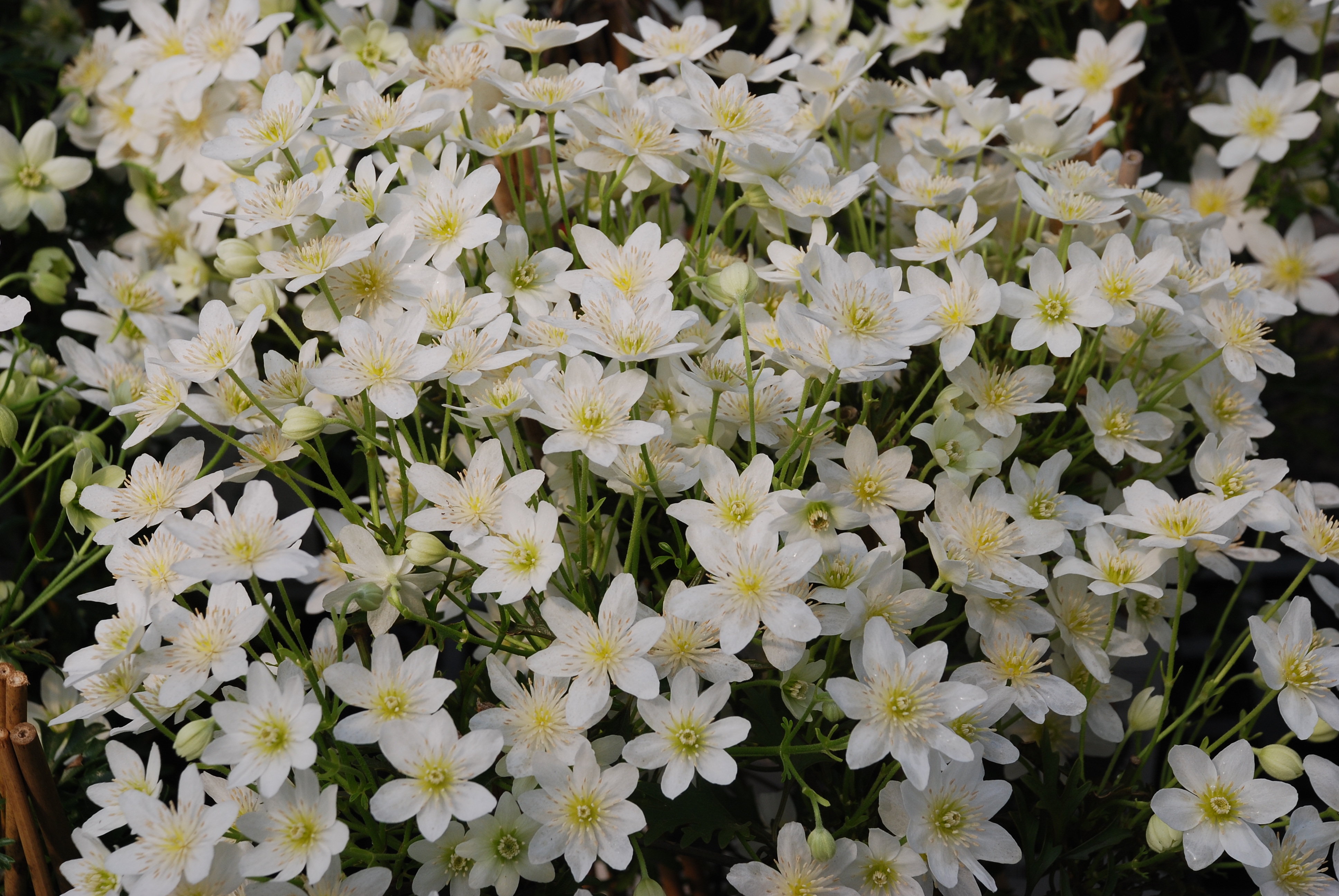 都2022年啦，“美”要勇敢曬出來！鐵線蓮比美大賽又又又來了