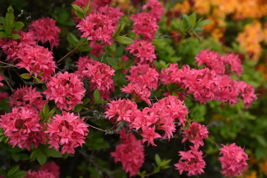 美到?jīng)]朋友的落葉杜鵑，種下就成傳家寶！