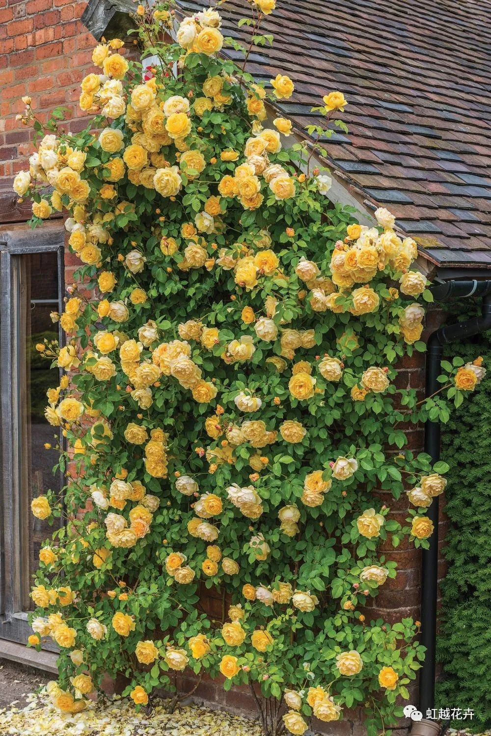 2000多年了，我們?cè)趺催€是這么喜歡玫瑰？